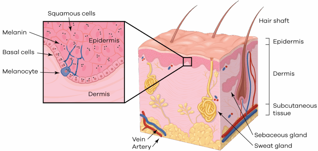 SunProtection4sq | Skintel Diagram of normal skin with microscopic structures